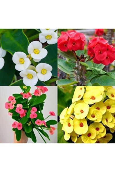 Flora Vadi Avantajlı 4'lü Karışık Renk Dikenler Tacı Çiçeği 10-15 Cm Tüplü Çiçekli Bodur Bitki Euphorbia Milii