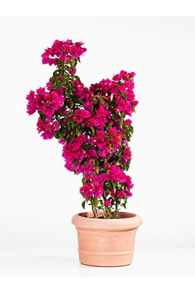 Gardenbox Begonvil Çiçeği Bitkisi