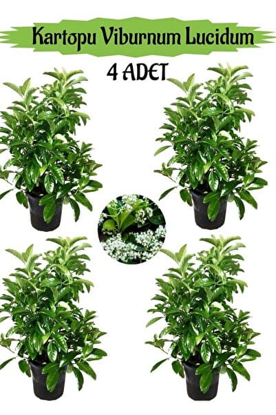 Gardenbox Kartopu Viburnum Lucidum 4 ADET 80-100 cm Saksılı Dış Mekan Bahçe Peyzaj Çit Bitkisi