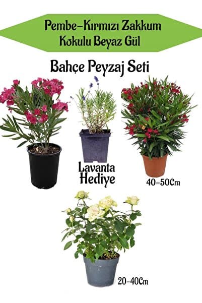 Bitkim Sende Avantajlı Bahçe Seti 1 Adet Pembe 1 Adet Kırmızı Zakkum+1 Adet Beyaz Gül Fidanı+ Hediye Lavanta