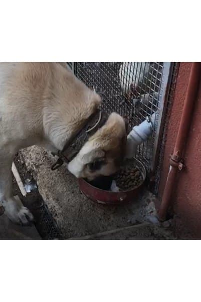 Home Otomatik Köpek Mama Makinesi