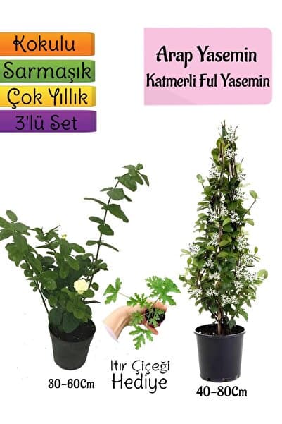Nura Botanik Çok Avantajlı Kokulu Arap Yasemini+Katmerli Ful Yasemin+Itır Çiçeği Hediyeli