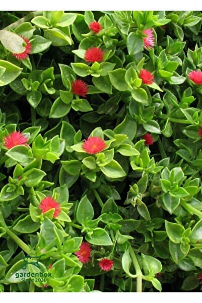 Nura Botanik Yayılıcı Pembe Buz Çiçeği 5 ADET Saksılı 10-20Cm (Delosperma)
