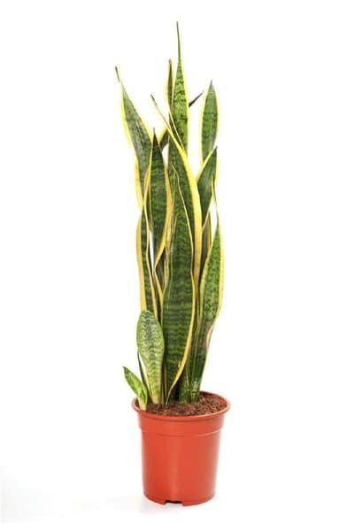 serada decor & plant Avantajlı Büyük Paşa Kılıcı Peygamber Kılıcı Sansevaria Bitkisi Ev,ofis Ve Salon Bitkisi