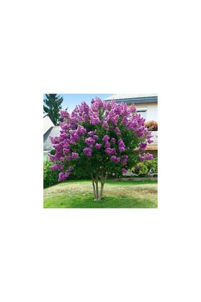 Genel Markalar Oya Ağacı Fidanı Mor 40-60 cm