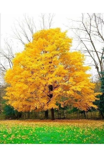 FİDANKÖY Mabed Ağacı - Ginko Biloba Tüplü Nadir Bitki