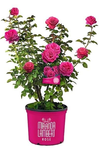ÇİÇEKFLİX Pembe açık kök gül fidesi fidanı çiçek dikime hazır 17-18cm