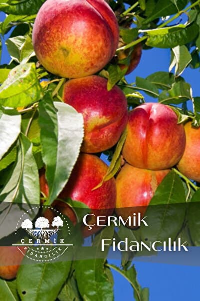 ÇERMİK FİDANCILIK Aşılı Tüysüz Şeftali ( Nektarin ) Fidanı