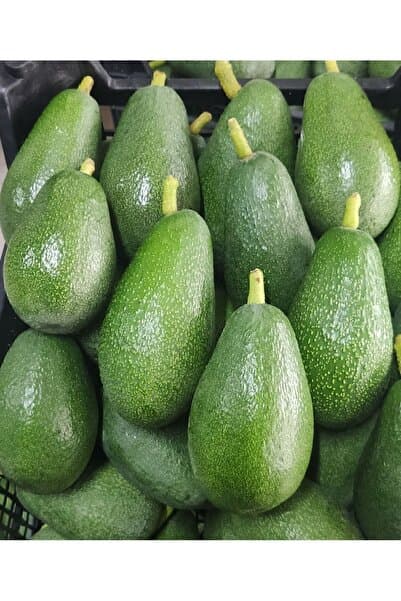 ANAMURMEYVECİM 1kg Avokado Dalından Taze-Yeni Hasat
