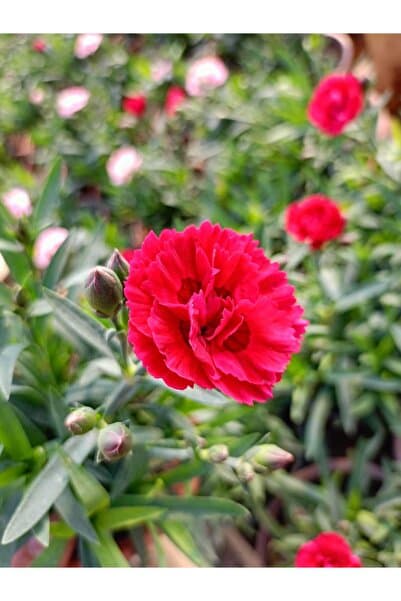 MAZSÜSBİTKİLERİ Kokulu Karanfil - Mis Kokulu 20 cm Saksıda Kırmızı Renk Karanfil - Dianthus Caryophylus