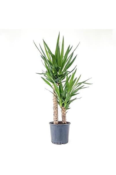 Fidanburada Yuka Bitkisi (YUCCA MASSENGENA) 2 Gövdeli 80-100 Cm