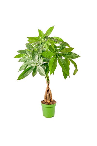 Fidanburada Örgülü Para Ağacı - Pachira Aquatica 40-60 Cm
