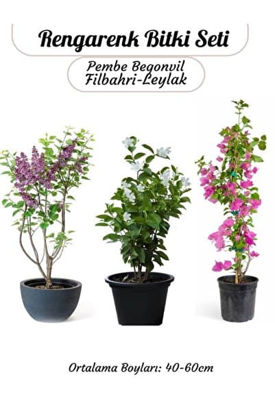 Bitkim Sende Pembe Begonvil- Filbahri Ağaç Şakayığı- Kokulu Leylak Çiçeği Bahçe Seti