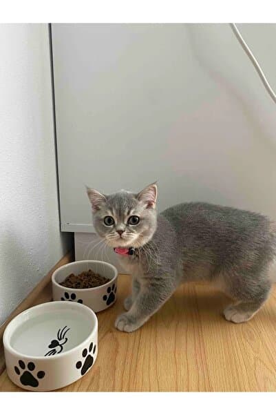 NitruDesign 2 Adet Yüksek Kalite (12.5 CM, 400 ML) Seramik Kedi Ve Köpek Mama Su Kabı