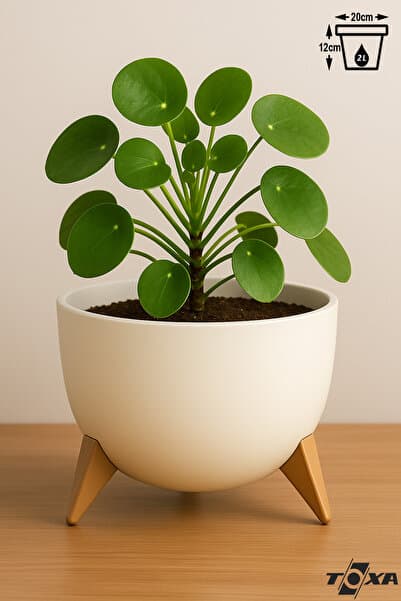 ToXA Ayaklı Küre Saksı 2 Litre 19,5cm Süzgeçli Plastik Bonsai Çiçek Kaktüs Saksısı Ufo No1