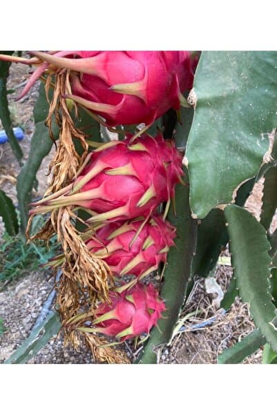 ADKTROPİKAL 1 KG EJDER MEYVESİ (PEMBE)