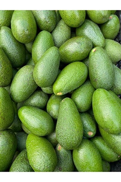 ADKTROPİKAL 1 KG AVOKADO YENİ MAHSUL MİNİ BOY ANAMUR