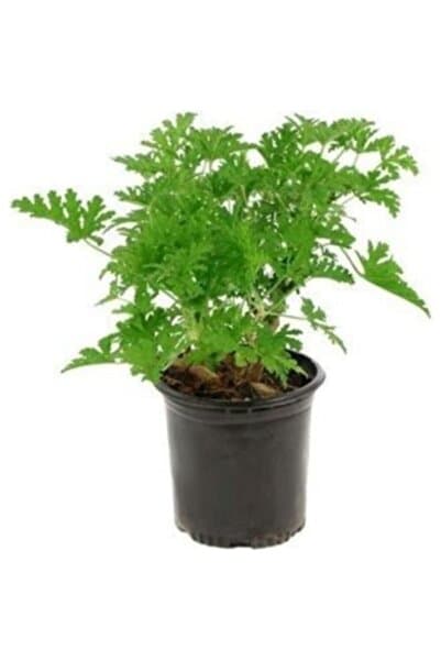 Genel Markalar Pelargonium Odoratissimum Itır Bitkisi 10-20 cm