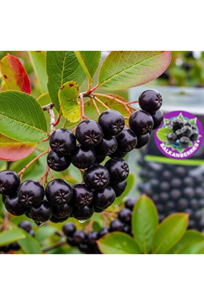 balkanberries Aronya Taze Meyve Organik Üreticiden 500 Gr.