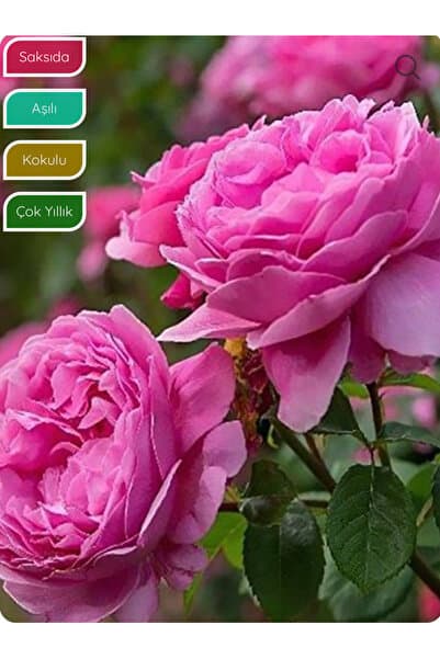 Bitkim Sende Isparta Gülü Fidanı Aşılı Rosa × damascena, Saksıda Katmerli, Yoğun Kokulu, Gösterişli