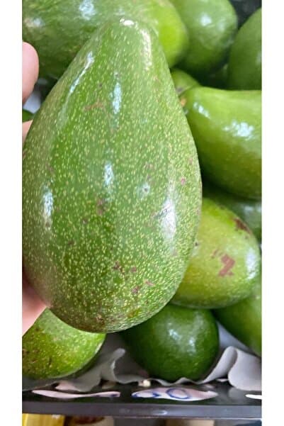 MANAVGOOD Bezciler Avokado 1 Kg Yerli ve Kaliteli Yeni Hasat