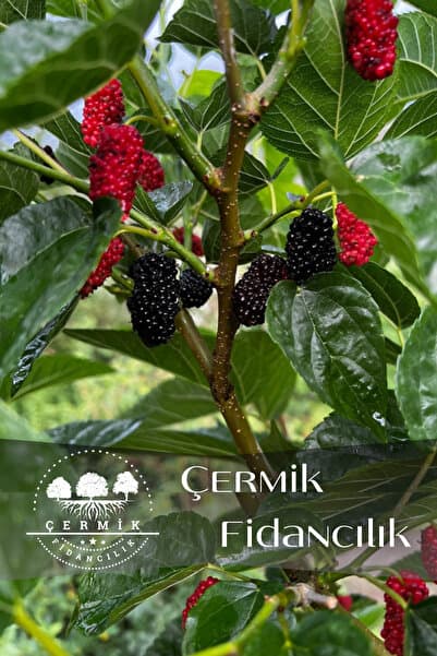 ÇERMİK FİDANCILIK Aşılı Kara Dut Fidanı
