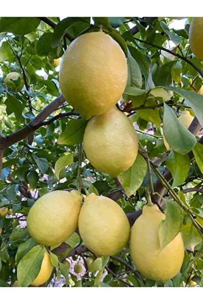 ANAMURMEYVECİM Limon 2 kg Dalında Taze