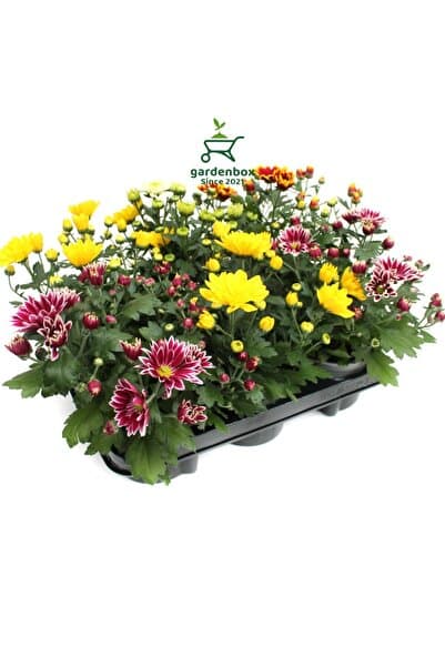Bitkim Sende Mini Kasımpatı Mix 10–15 cm Karışık Renkli 10 Adet Peyzaj Çiçeği Chrysanthemum