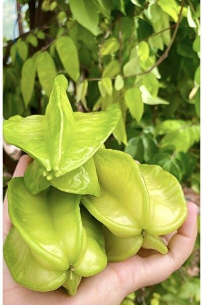 ARI ORGANIC Yıldız Meyvesi 1 Adet (Yeşil Erik Tadında)
