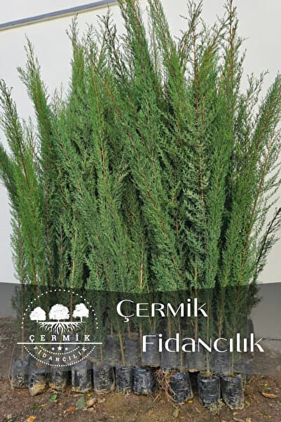 ÇERMİK FİDANCILIK Kara Servi Çam Fidanı 3 Yaş