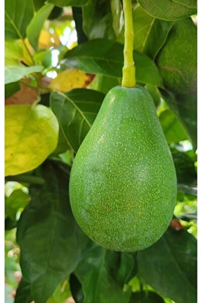 ADKTROPİKAL 5 ADET AVOKADO (200/250GR)BÜYÜK BOY