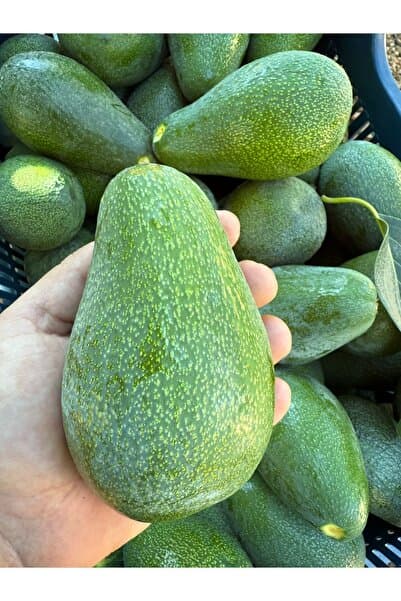 ADKTROPİKAL 5 ADET AVOKADO (250/300) JUMBO BOY