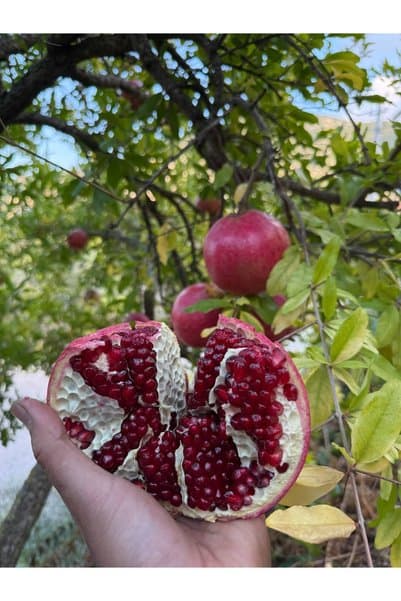 Granbusa Hicaz Nar 1. Kalite 1Kg (İlaçsız)