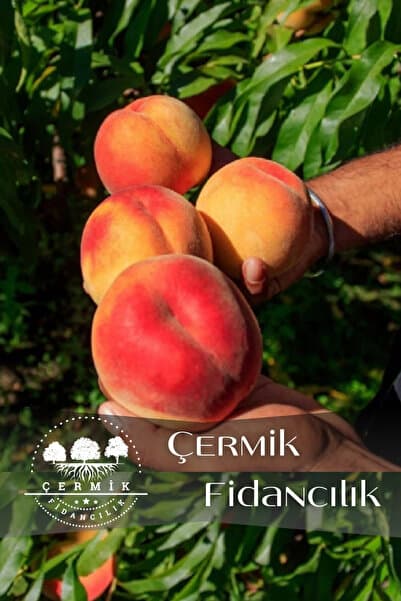 ÇERMİK FİDANCILIK Aşılı Şeftali Fidanı 3 Yaş