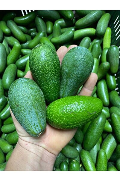 ARI ORGANIC Avokado 1kg- Mini Boy (tek kişilik)