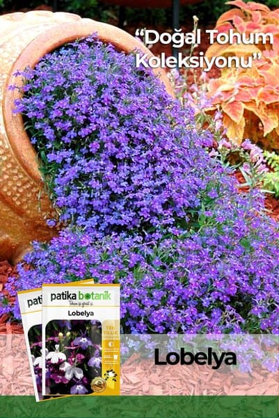 Patika Botanik 100 Adet Lobelya Çiçek Tohumu (Lobelia Erinus)