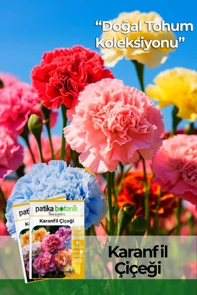 Patika Botanik 50 Adet Karanfil (DİANTHUS CARYOPHYLLUS) Çiçek Tohumu