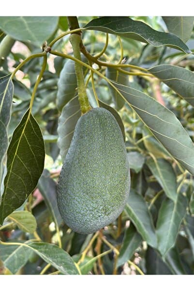 HAS ORGANİK Yerli Avokado 1 Kg