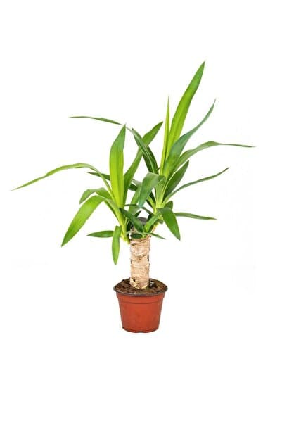 gardenkoala Yuka Bitkisi Tek Gövde – Yucca elephantipes 12 cm Saksı