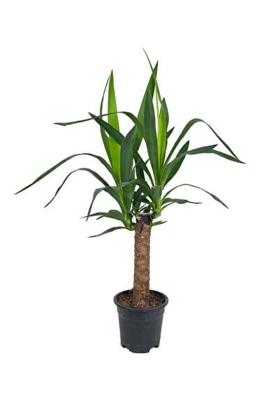 gardenkoala Yuka Bitkisi – Yucca elephantipes – 30 cm