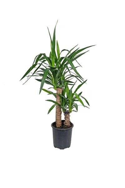 gardenkoala Yuka Bitkisi Çift Gövde – Yucca elephantipes 30–60 cm