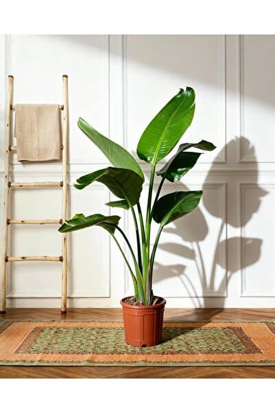 gardenkoala Starliçe (Cennet Kuşu Çiçeği) – Strelitzia nicolai – Çift Gövdeli, 19 cm Saksı