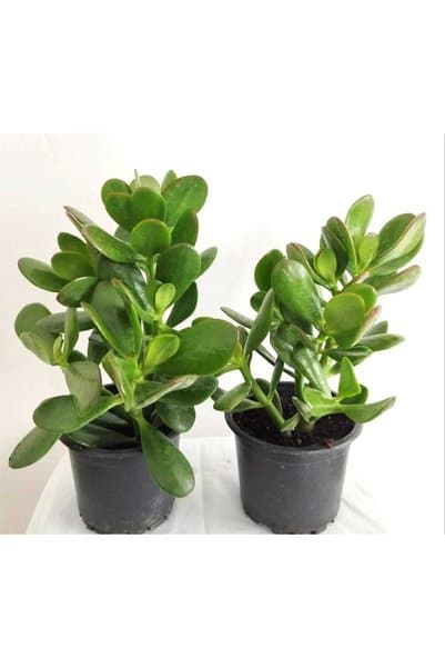 Mery Flowers Crassula Ovata Yeşim Bitkisi Para Ağacı Şans Bitkisi 2 Adet