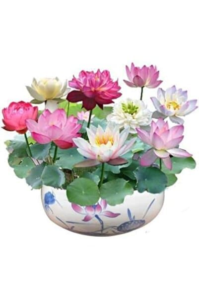 Tohumcumm 5 Adet Tohum Nadir Katmerli Bodur Karışık Lotus Çiçeği Tohumu Japon Nilüfer Lotus Tohum