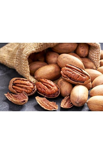 Bahçem Fidancılık Pikan Cevizi Fidanı