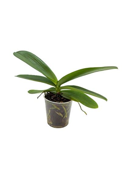 gardenkoala Orkide Fidesi – Phalaenopsis