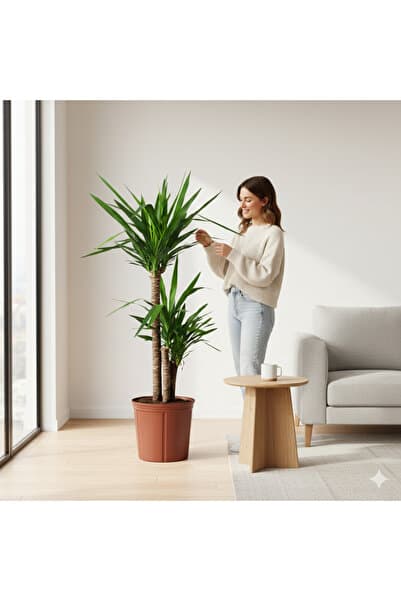 Green 2 Gövdeli Yuka Çiçeği İthal | Yucca Salon ve Ofis İç Mekan Bitkisi 90-100 cm