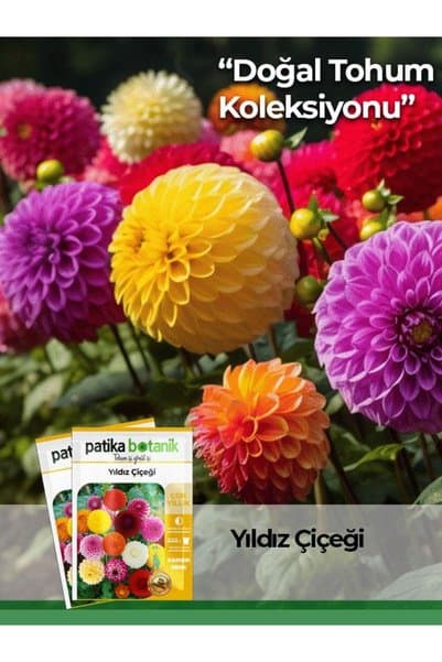 Patika Botanik 30 Adet Yıldız (Dahlia) Çiçek Tohumu (Dahlia Pinnata)