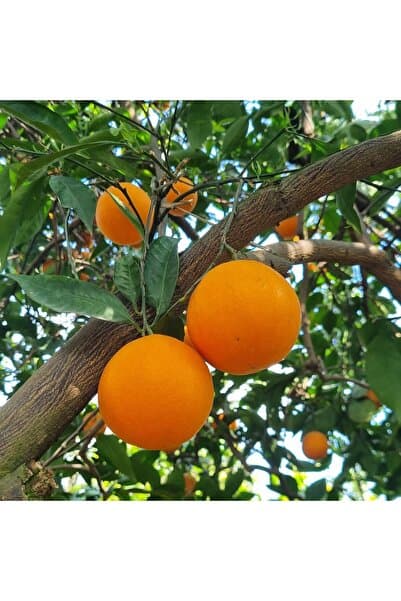 Genel Markalar 4 Kg Portakal Anamur Portakalı Akdeniz Portakalı