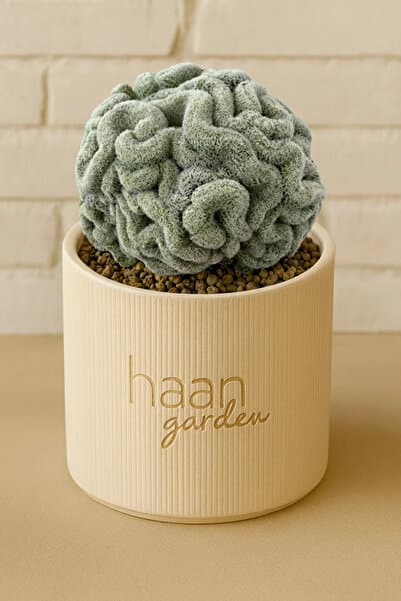 haan garden Mammillaria Perbella Cristat / Kaktüs